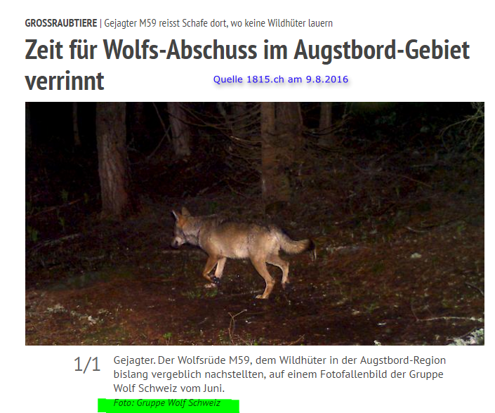 AugstBord_Wolf_M59_im Juni